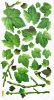Ivy Leaf - Wall Decals Stickers Appliques Home Decor