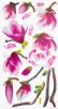 Cuckoo - Wall Decals Stickers Appliques Home Decor