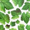 Ivy Leaf - Wall Decals Stickers Appliques Home Decor
