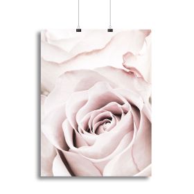 Pink Rose No 05 Canvas Print or Poster (Type: Standard Framed Canvas Print, size: 16" x 12" / 42cm x 30cm (approx))